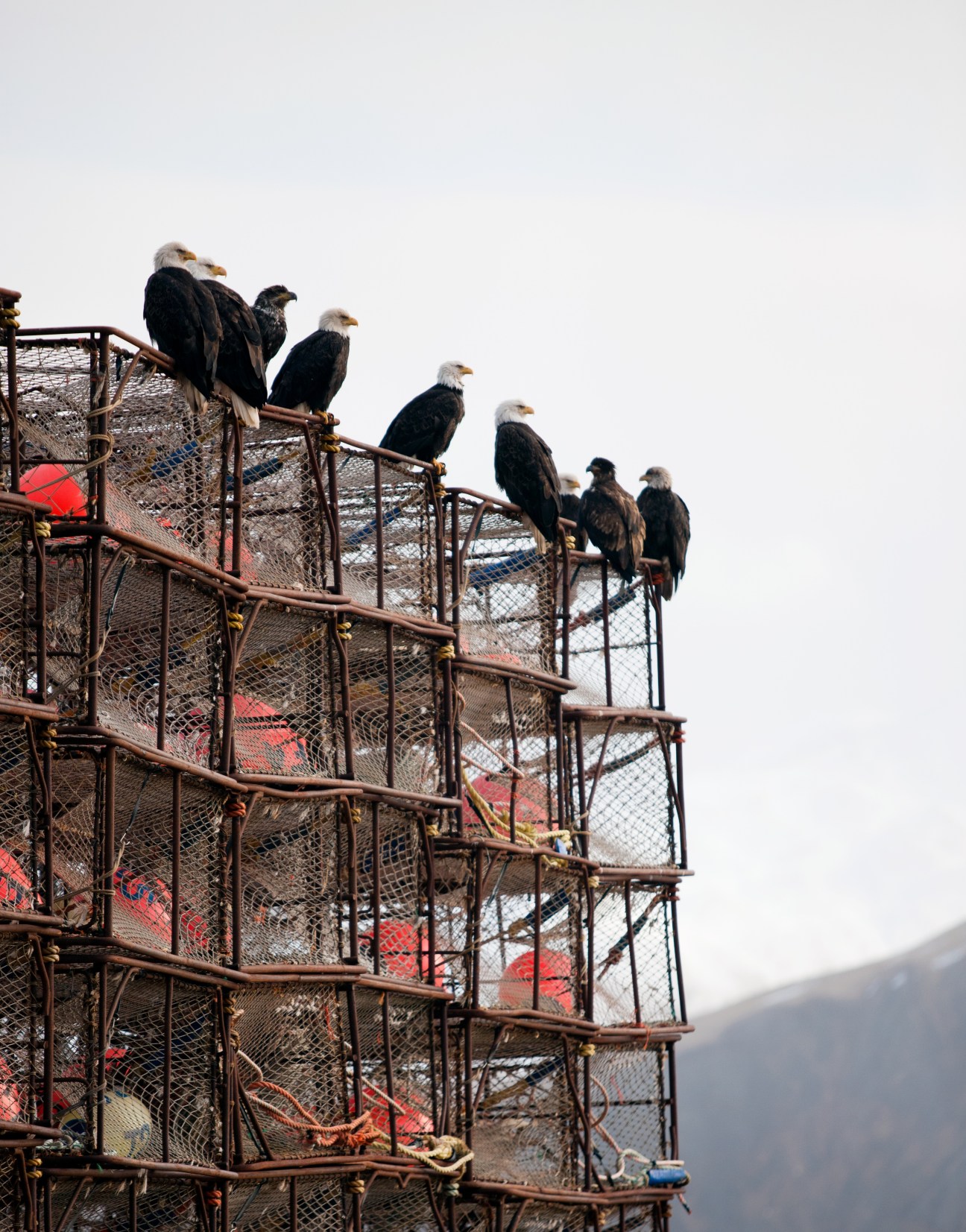 Multiple bald eagles perched on rusty metal railings of a fishing dock structure.