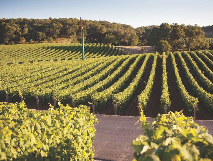 Rows of grapevines stretching across Kenzo Estate's 1,600-hectare Napa Valley vineyard.