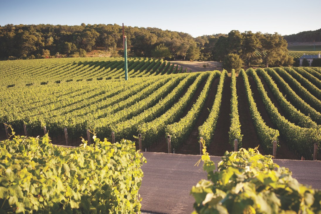Rows of grapevines stretching across Kenzo Estate's 1,600-hectare Napa Valley vineyard.