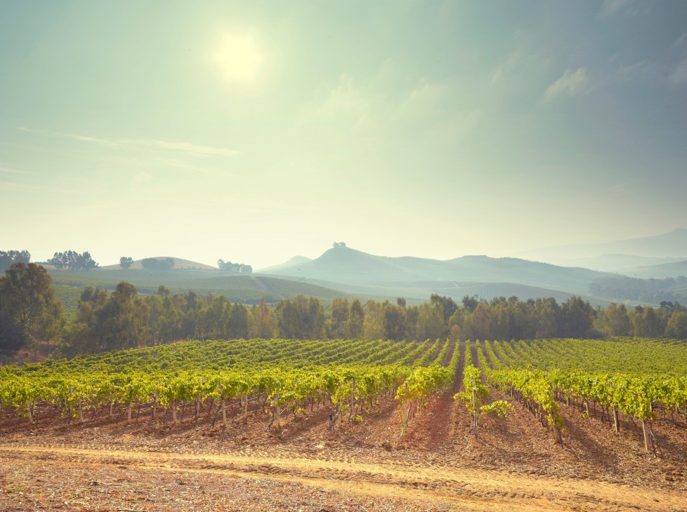 Vineyard rows stretch across rolling hills with mountains in the distance under a hazy sky.