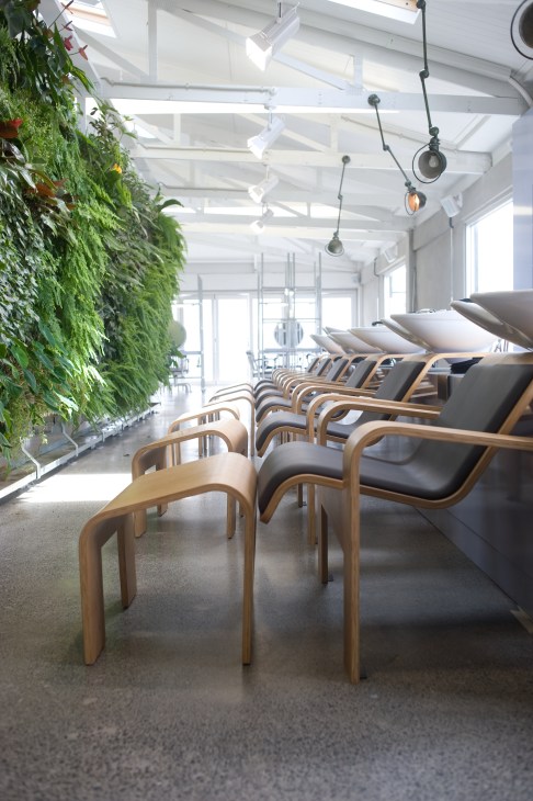 Interior of The Department Store in Auckland showing wooden chairs and living wall with skylights
