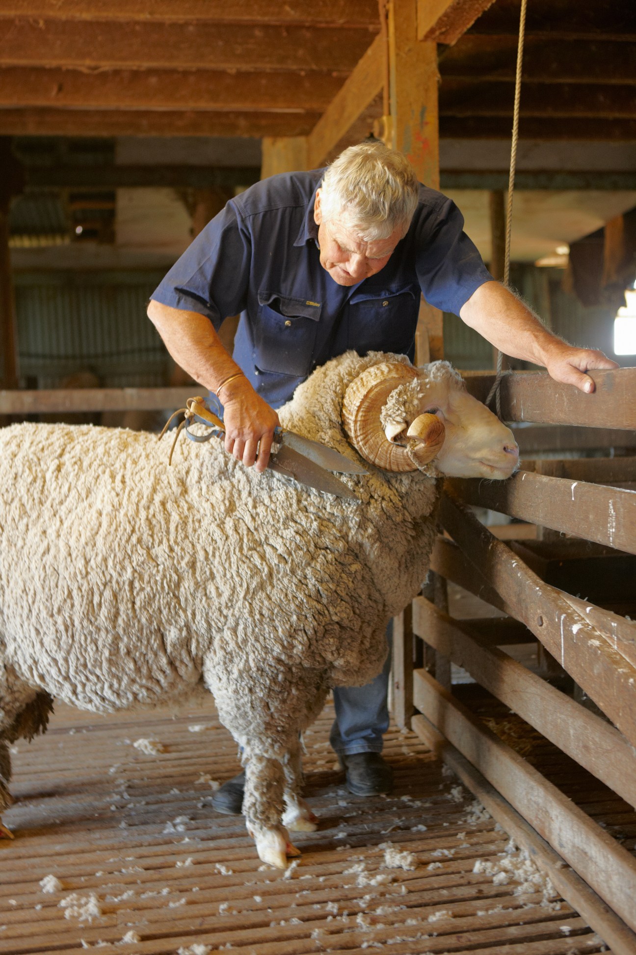 An older man in a blue shirt examines a Merino ram with thick wool fleece in a wooden barn.