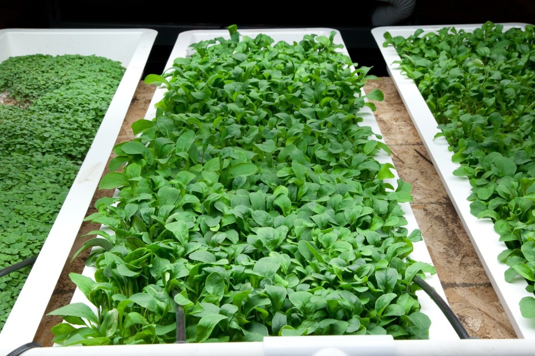 Leafy greens growing in white hydroponic trays at The Plant urban farm in Chicago.