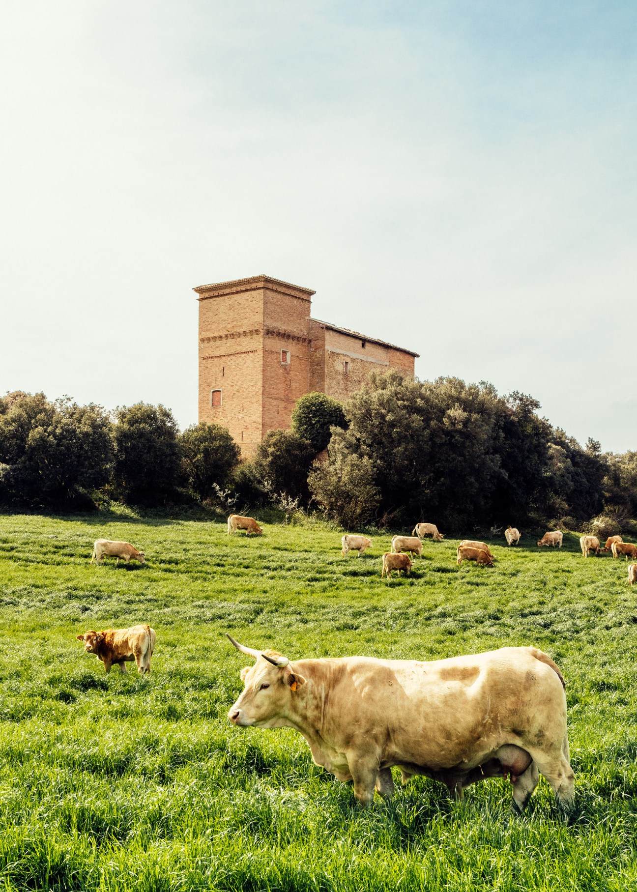 Cattle grazing in a green field with a medieval brick tower in the background under a clear sky.