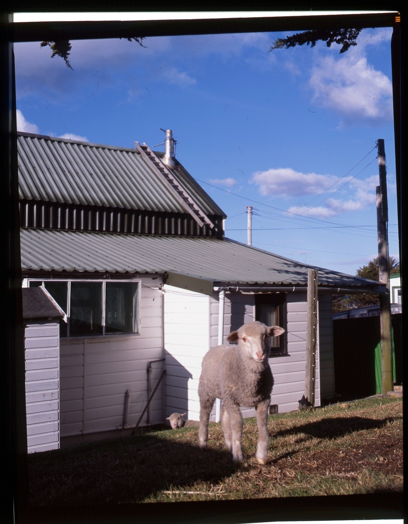 A pet sheep stands in front of a pink wooden house with a corrugated metal roof in Stanley, Falkland Islands.