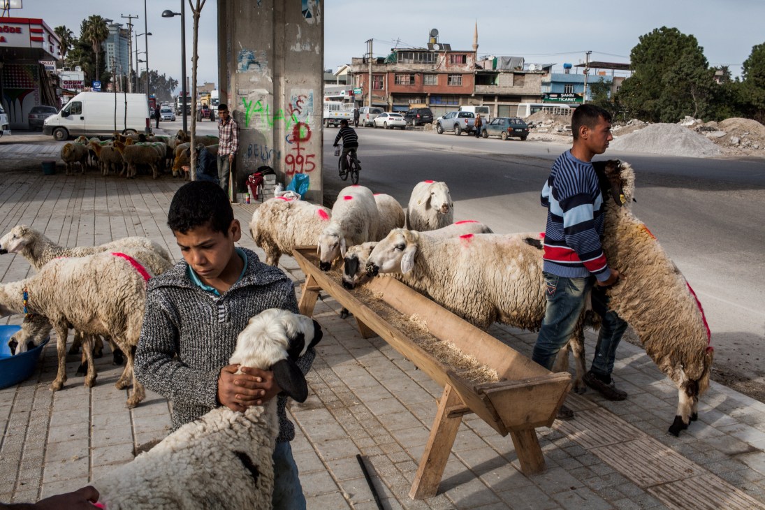 Young vendors selling sheep marked with red paint on a street in Adana, Turkey.