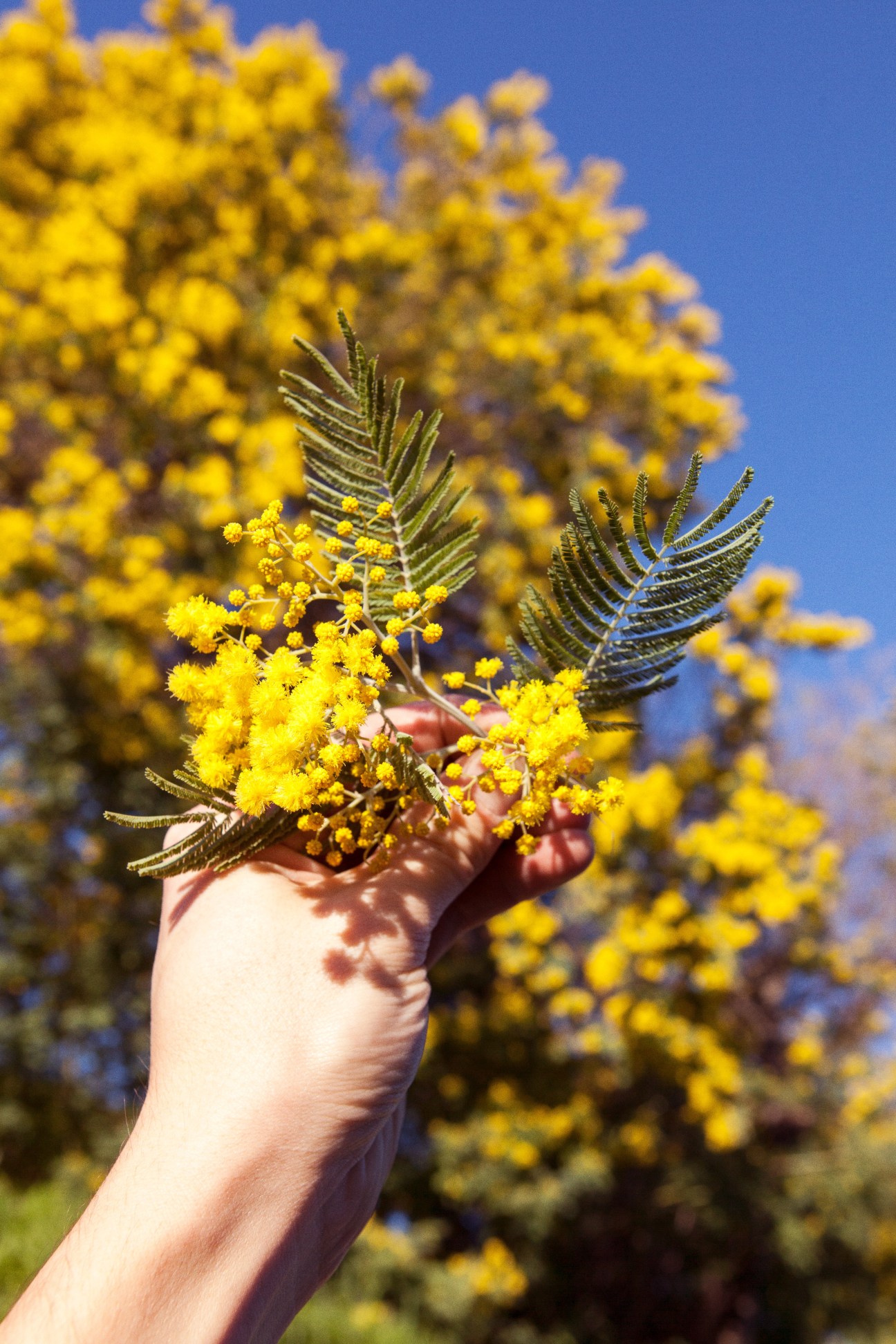 A hand holding a bright yellow mimosa flower cluster with feathery green leaves against a blue sky and blurred mimosa bushes in the background.
