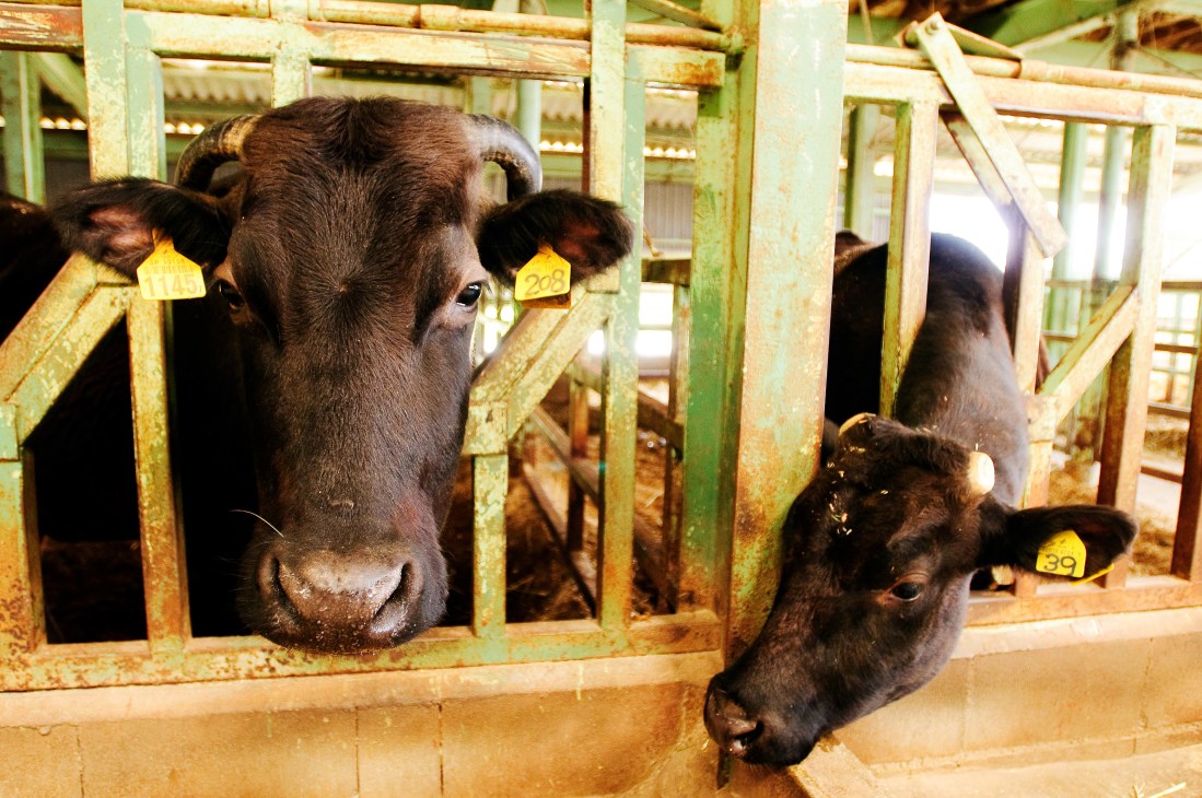 Black Tajima cows with yellow ID tags in a rusty green-painted barn stall at Kinoshita farm.