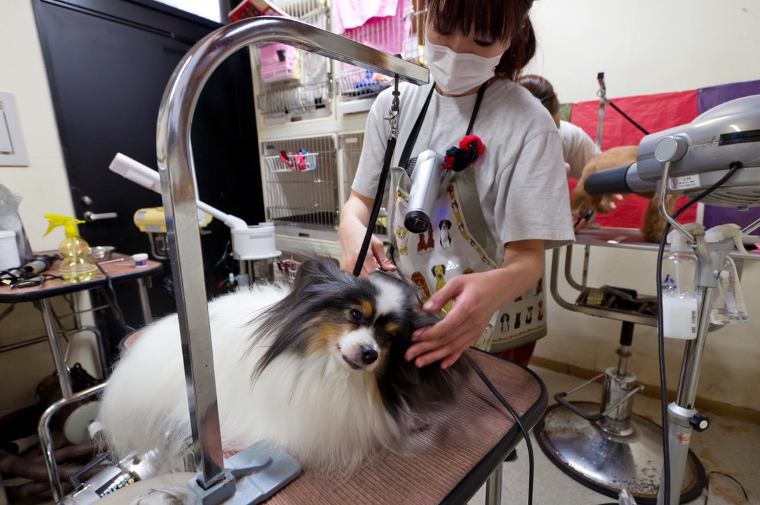 A groomer wearing a mask styles a small dog with long black and white fur at a professional salon station.