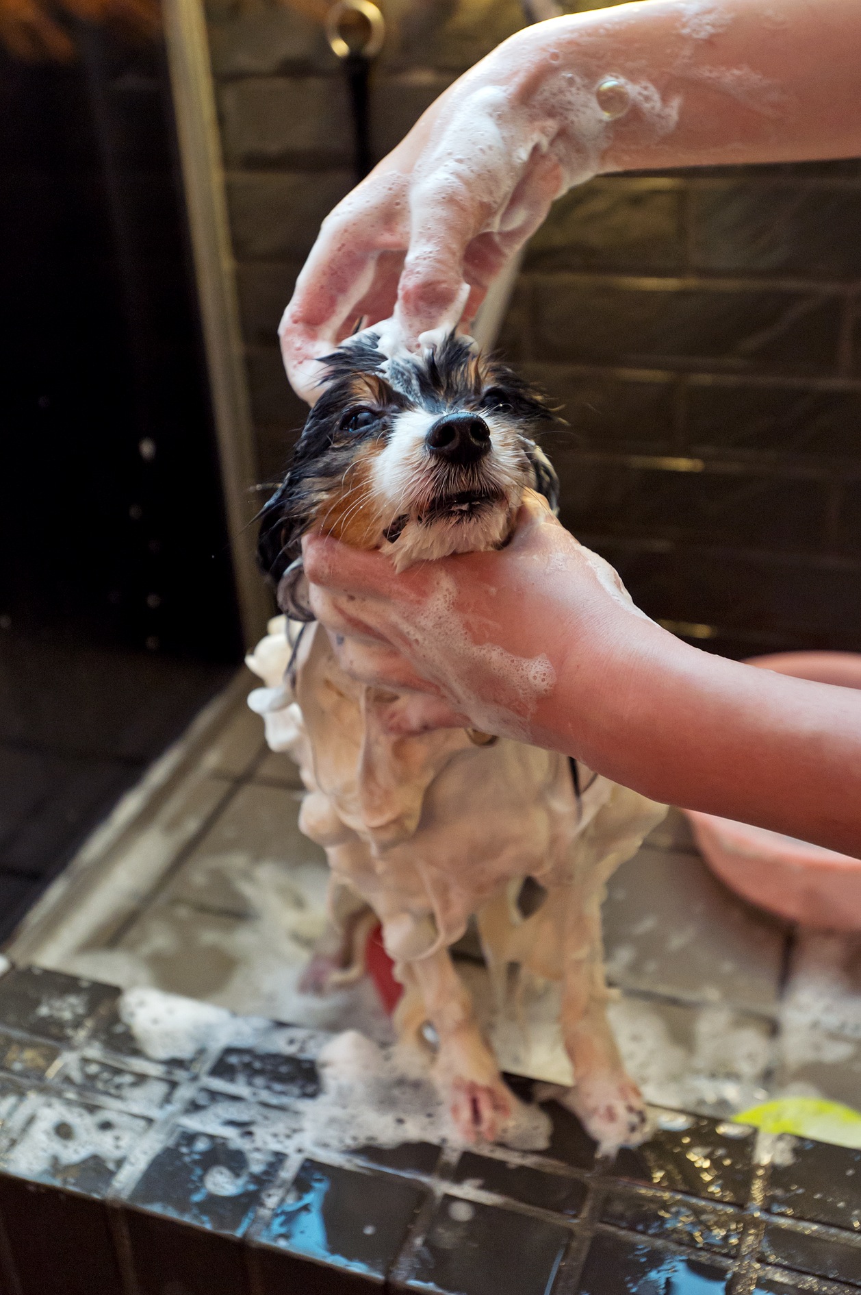 A small dog being shampooed by hands in a grooming salon sink.