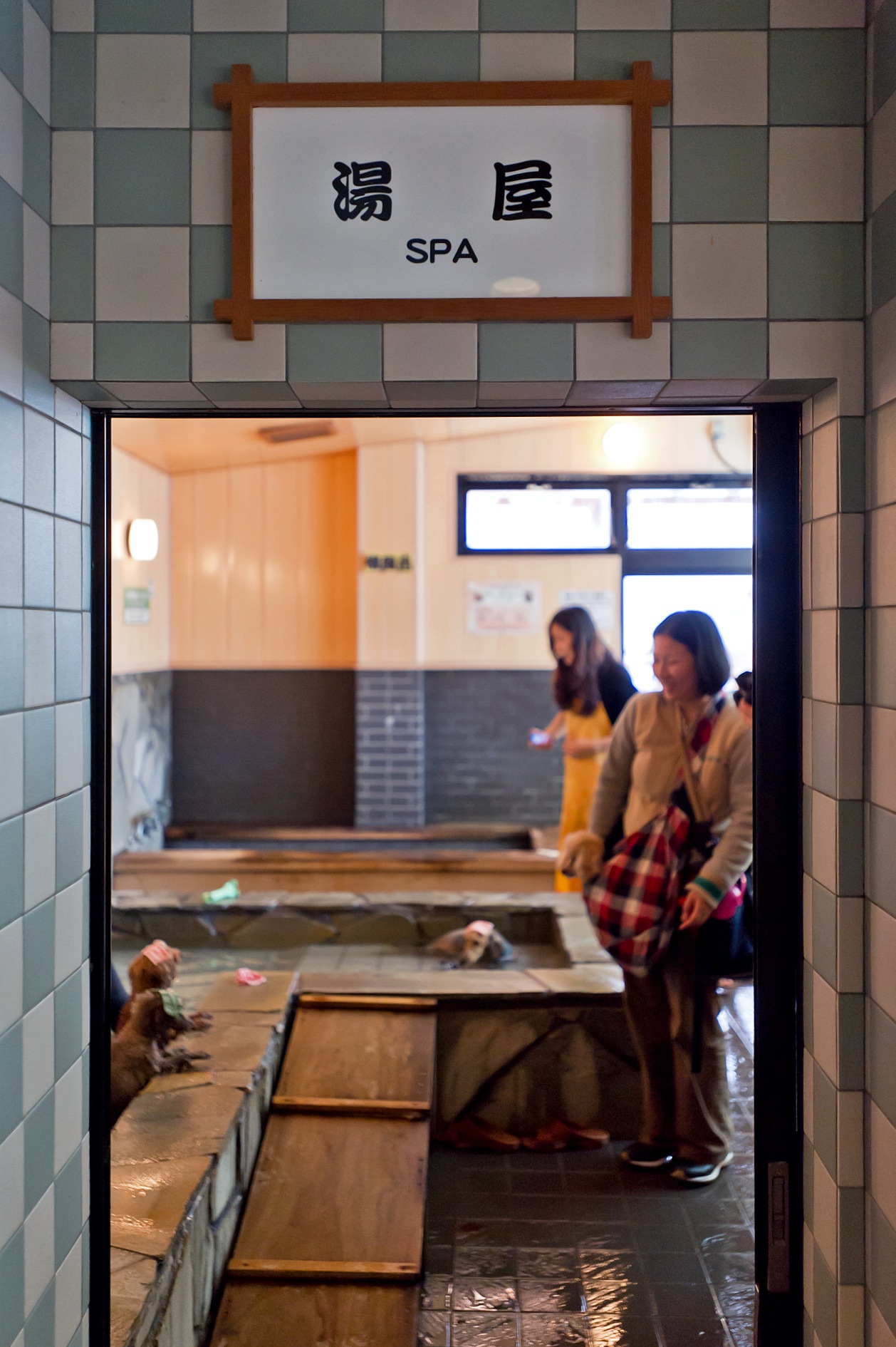 Dogs bathing in hot spring water at Tsunayoshi no Yu spa in Tokyo.