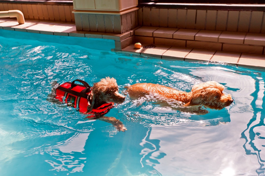 Two dogs swimming in a turquoise pool during a therapy session, one wearing a red life vest.