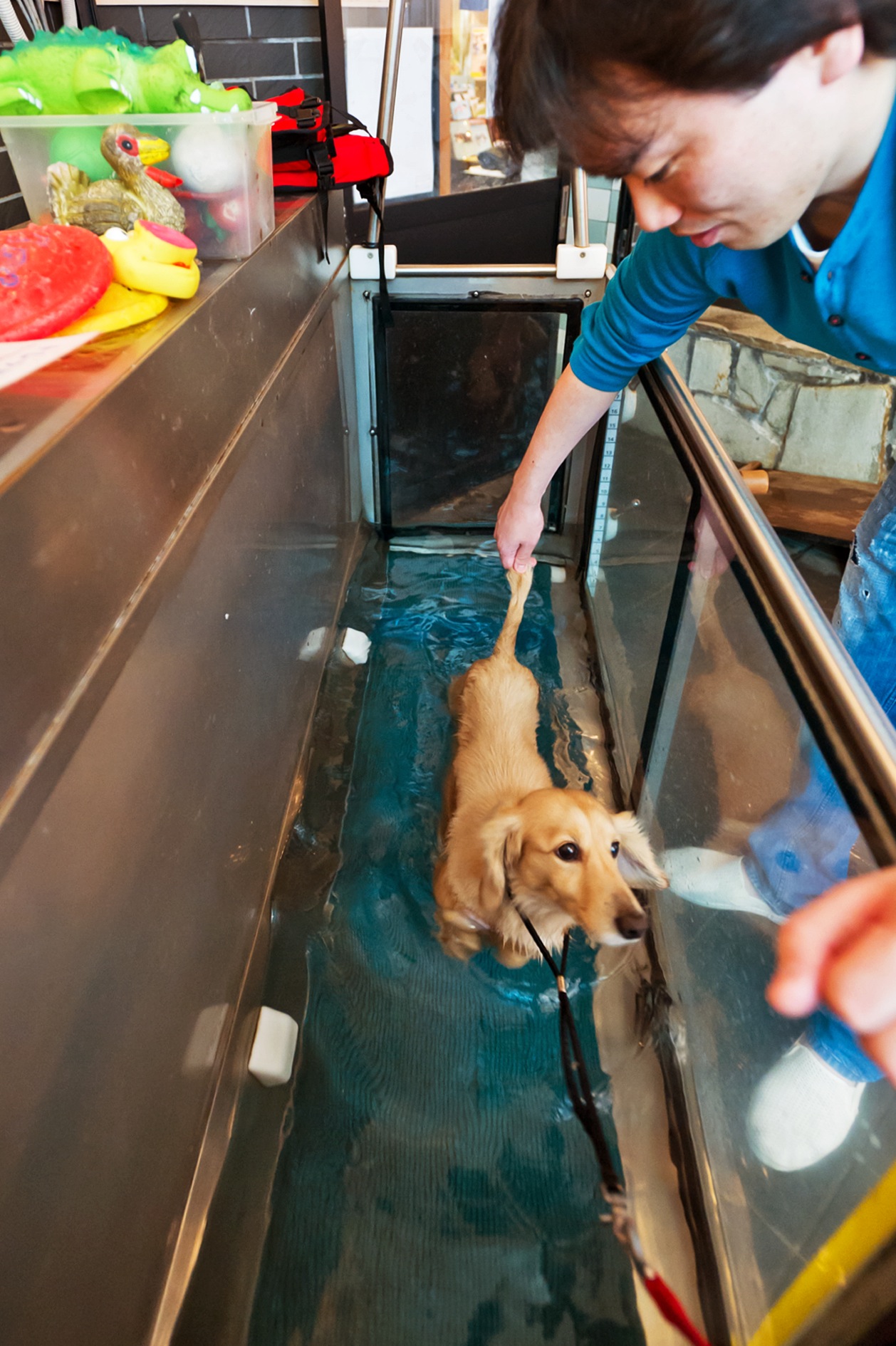 A golden retriever walks on a water treadmill while a person in a blue shirt guides it through the shallow water.