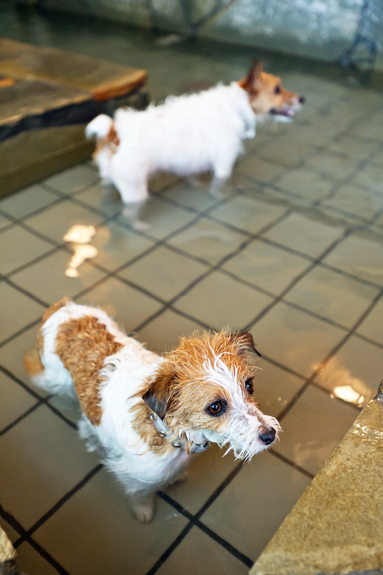 Small dogs on tiled ground near a hot spring at a dog spa facility in Tokyo.