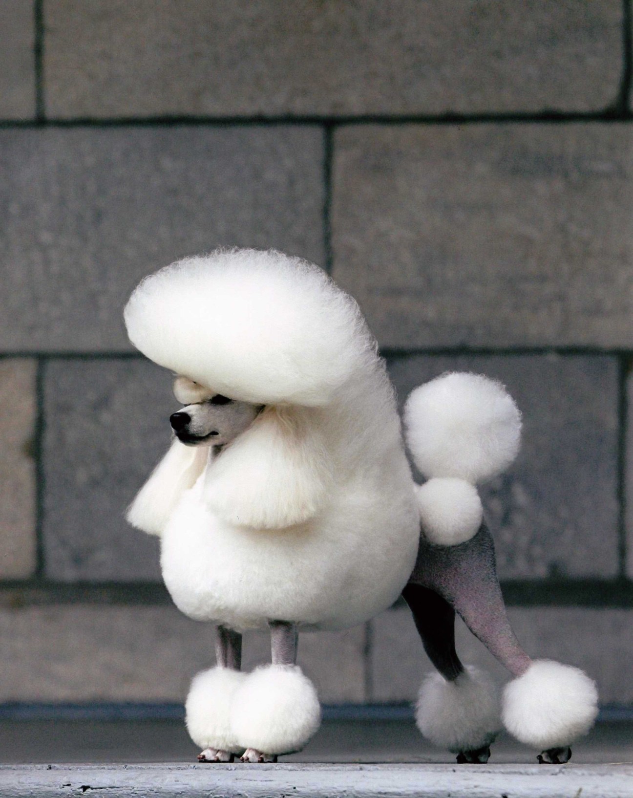 A white toy poodle with an elaborate groomed coat stands in profile against a dark brick wall.