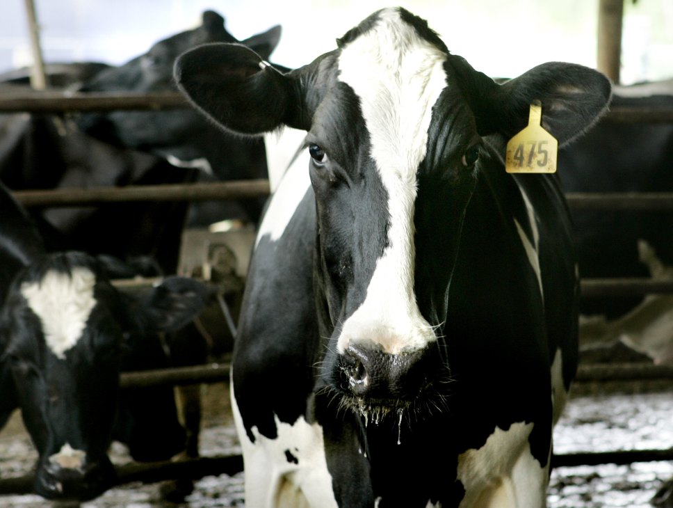 Black and white dairy cow with yellow ear tag in a farm barn setting.