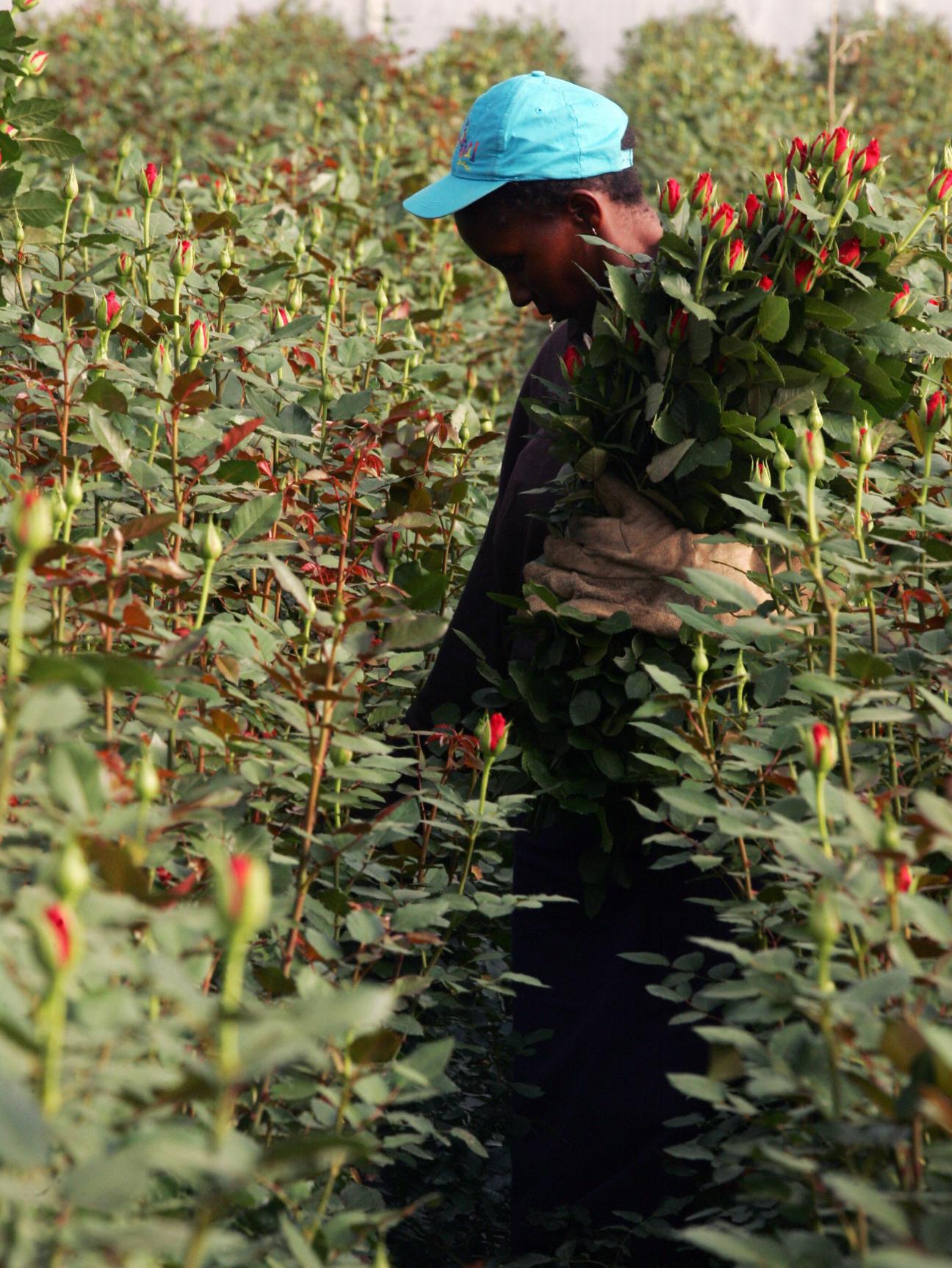Worker in blue cap harvesting red flowers in a large flower field in Kenya.