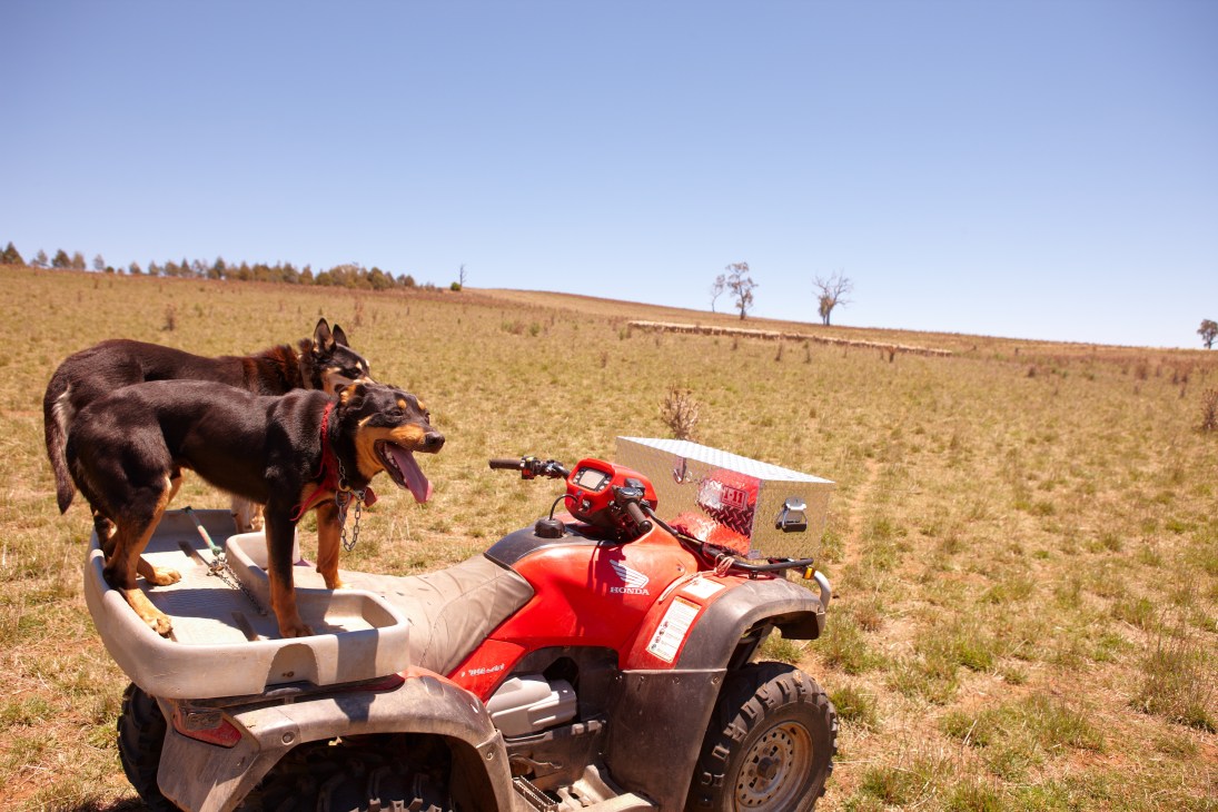 Two sheepdogs stand on an all-terrain vehicle in a vast, sparse Australian landscape.