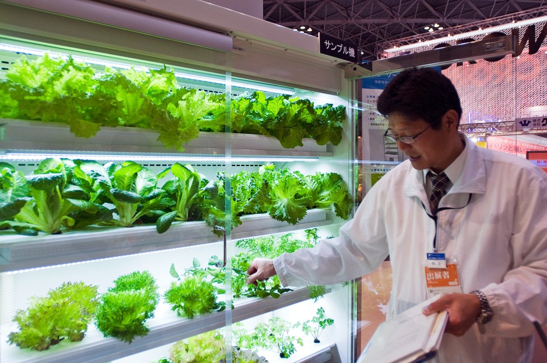 Man in white coat examines lettuce growing hydroponically in illuminated glass cabinet at Fuji Electric's supermarket exhibit.