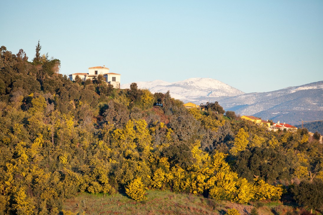 Bright yellow mimosa flowers bloom densely across hillside fields with Mediterranean villas and snow-capped mountains in the distance.
