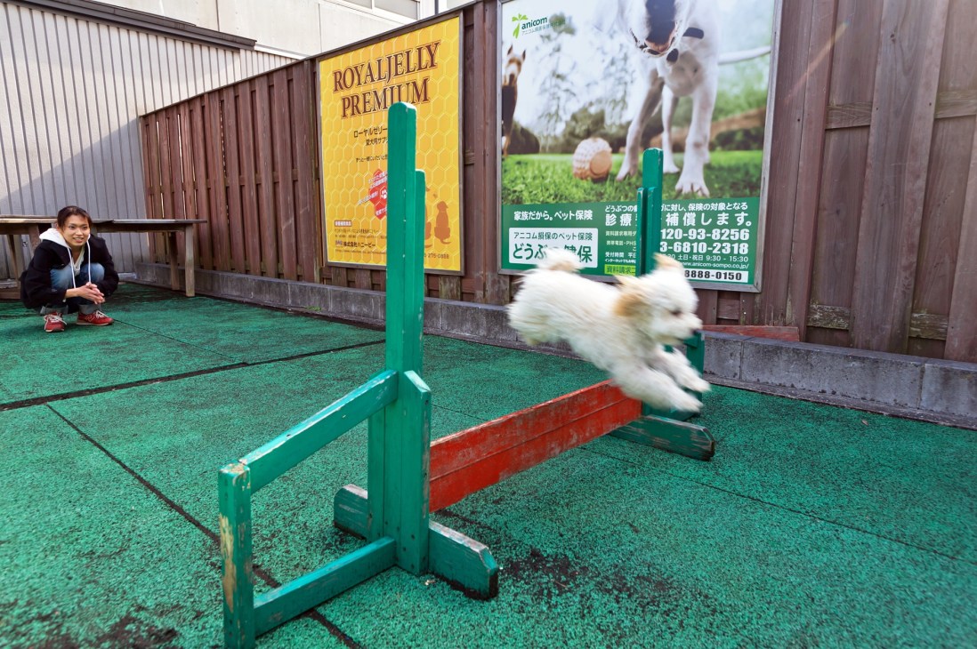 A small dog jumps over an agility obstacle in an enclosed green-floored dog run facility.