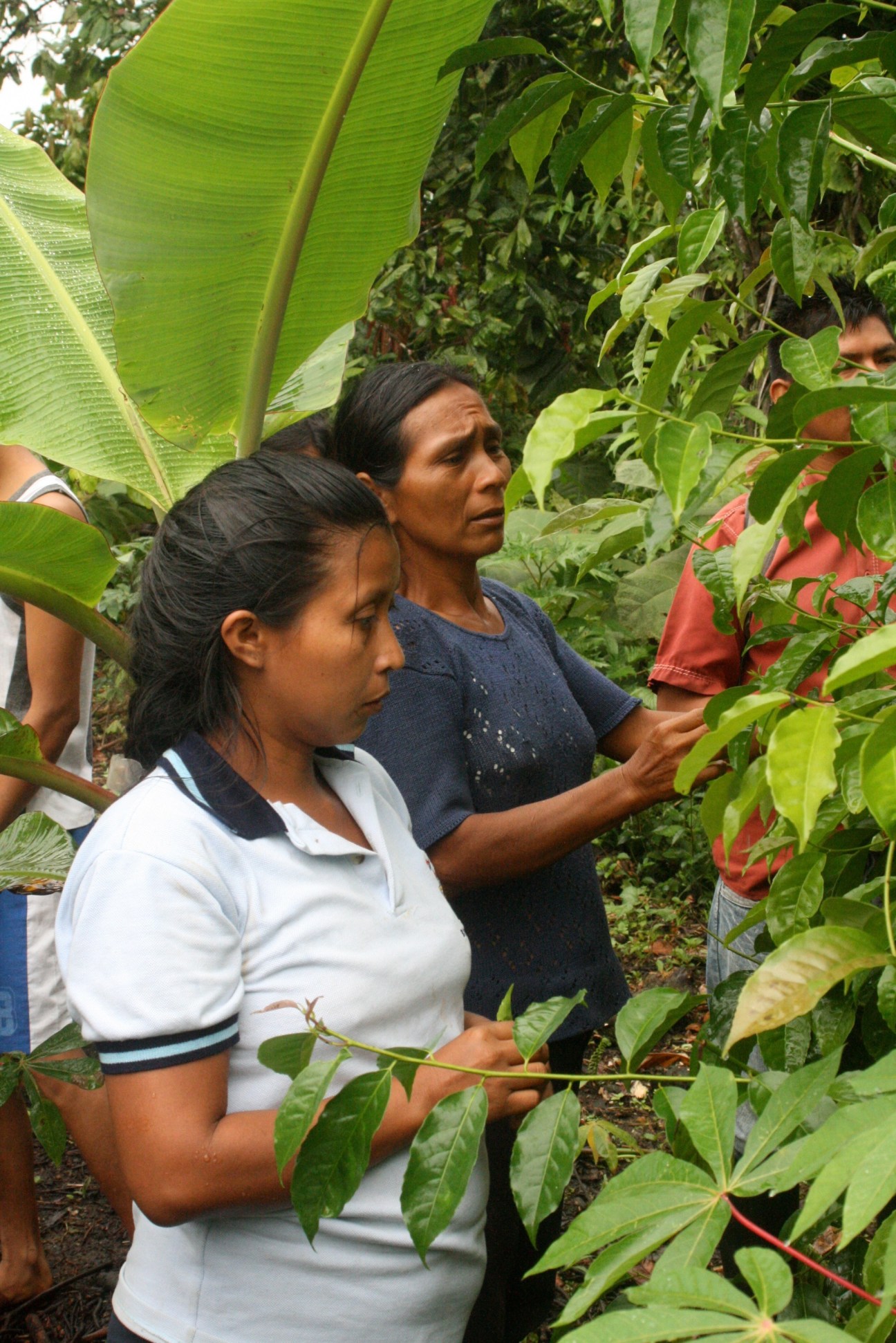 Indigenous Ecuadorian women harvesting guayusa leaves in the Amazon rainforest.