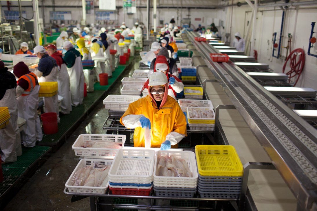 Workers in yellow jackets and white protective gear process fish on assembly lines at UniSea's processing plant in Unalaska.