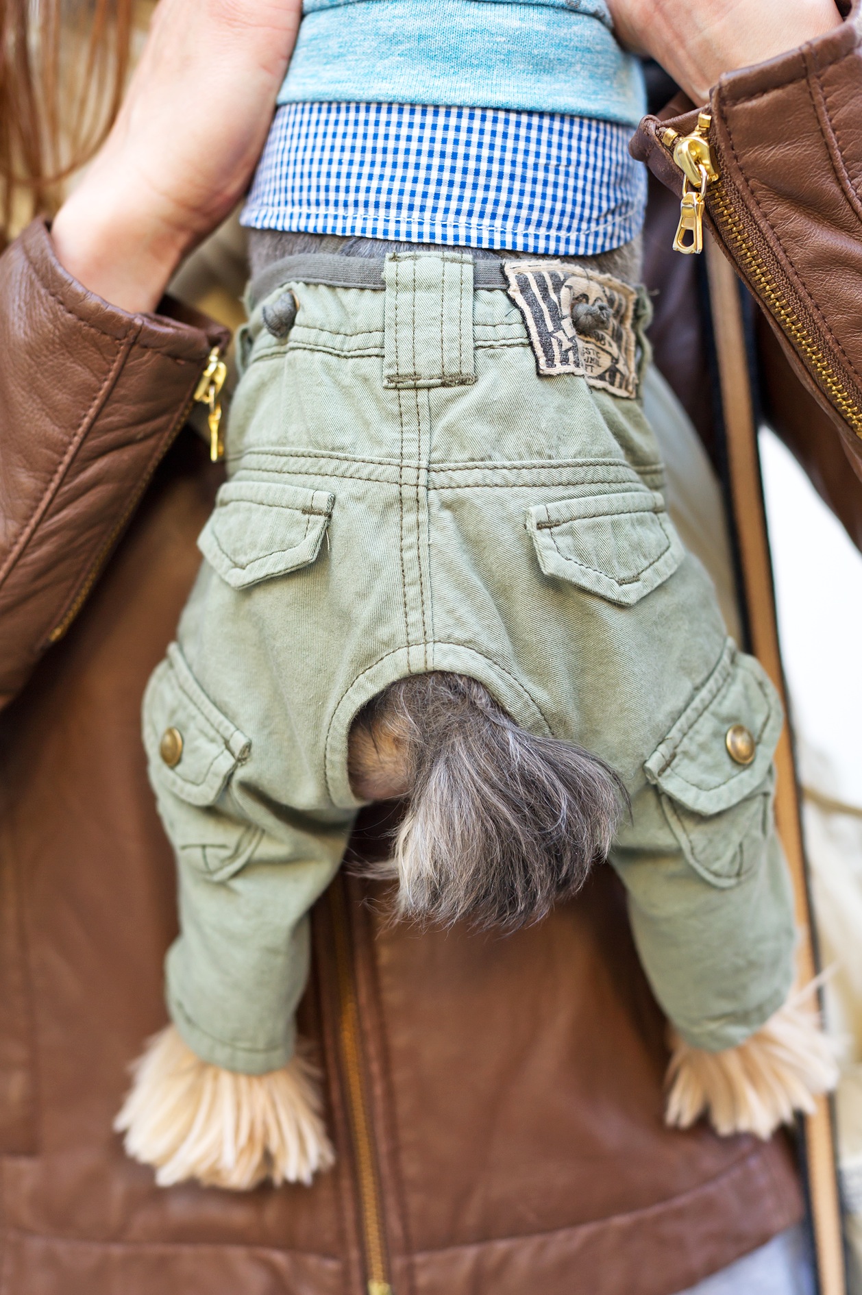 Small dog wearing khaki cargo pants with custom tailoring, held by a person in brown leather jacket.