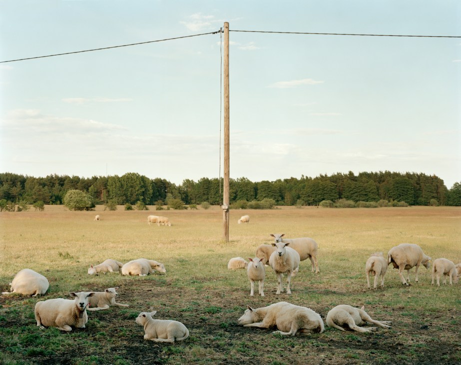A flock of woolly sheep grazing in a pasture with a wooden utility pole and forested horizon.