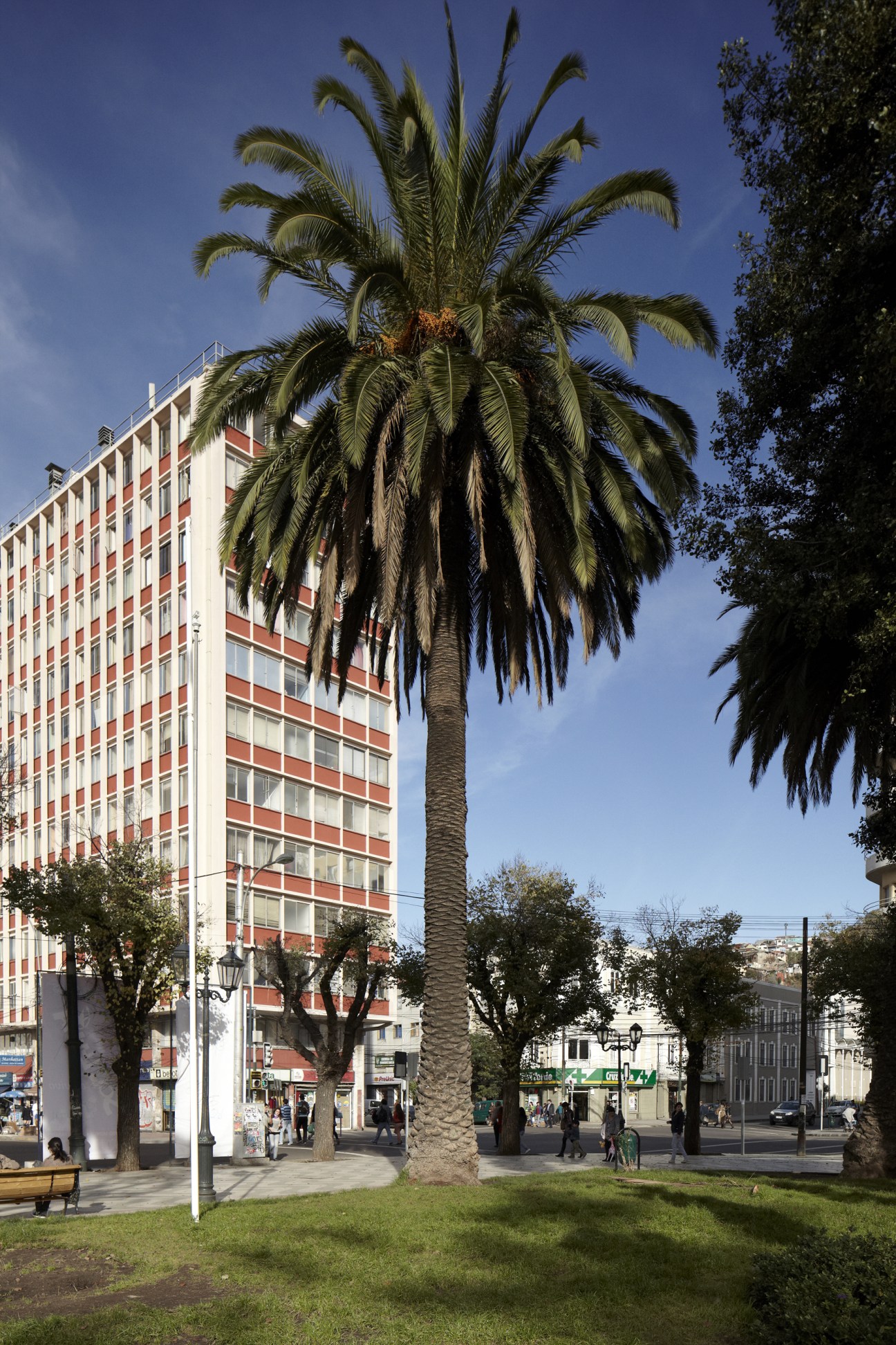 Palm tree in Plaza Victoria with red and white apartment building and pedestrians in background