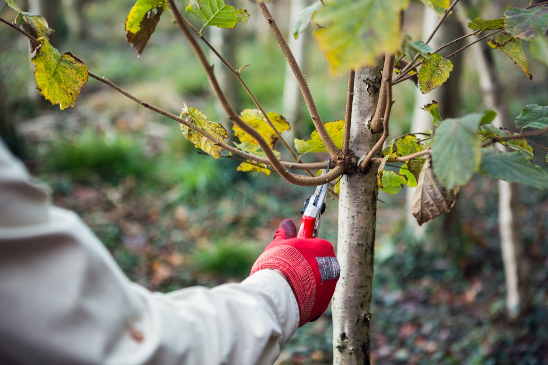 A gloved hand using pruning shears to cut ash shoots from a branch with yellow-green leaves.