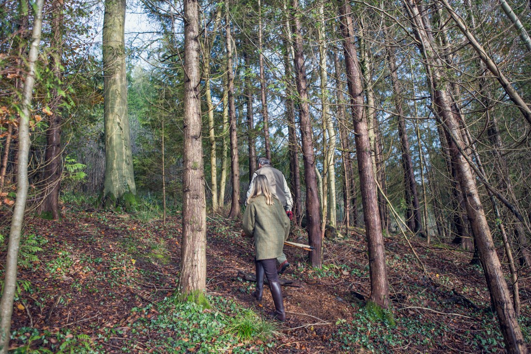 A person in a green jacket walks through a dense forest of tall beech trees in Somerset.