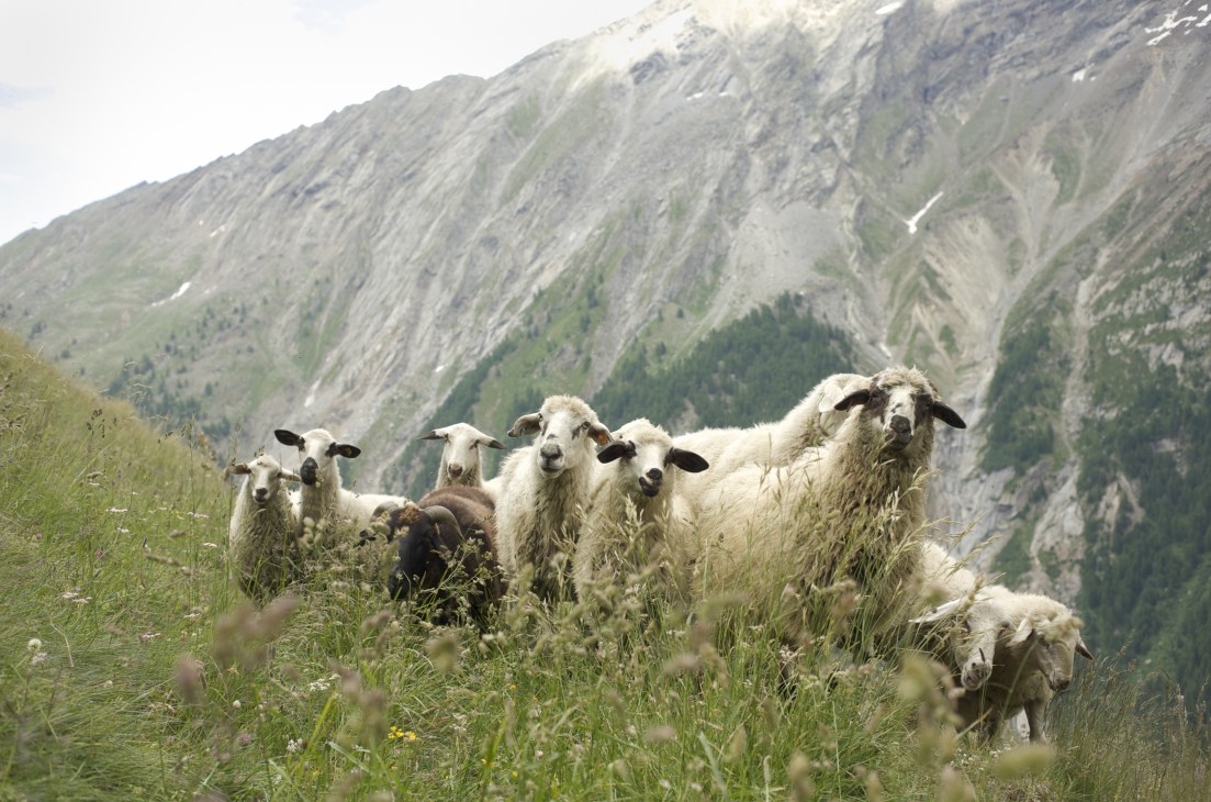 Rosset sheep grazing in an Alpine valley pasture with rocky mountains in the background.