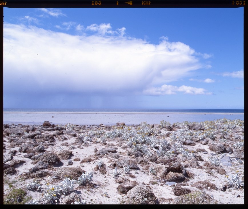 Sandy beach with rocks and sparse vegetation under blue sky with white clouds at Bluff Cove.