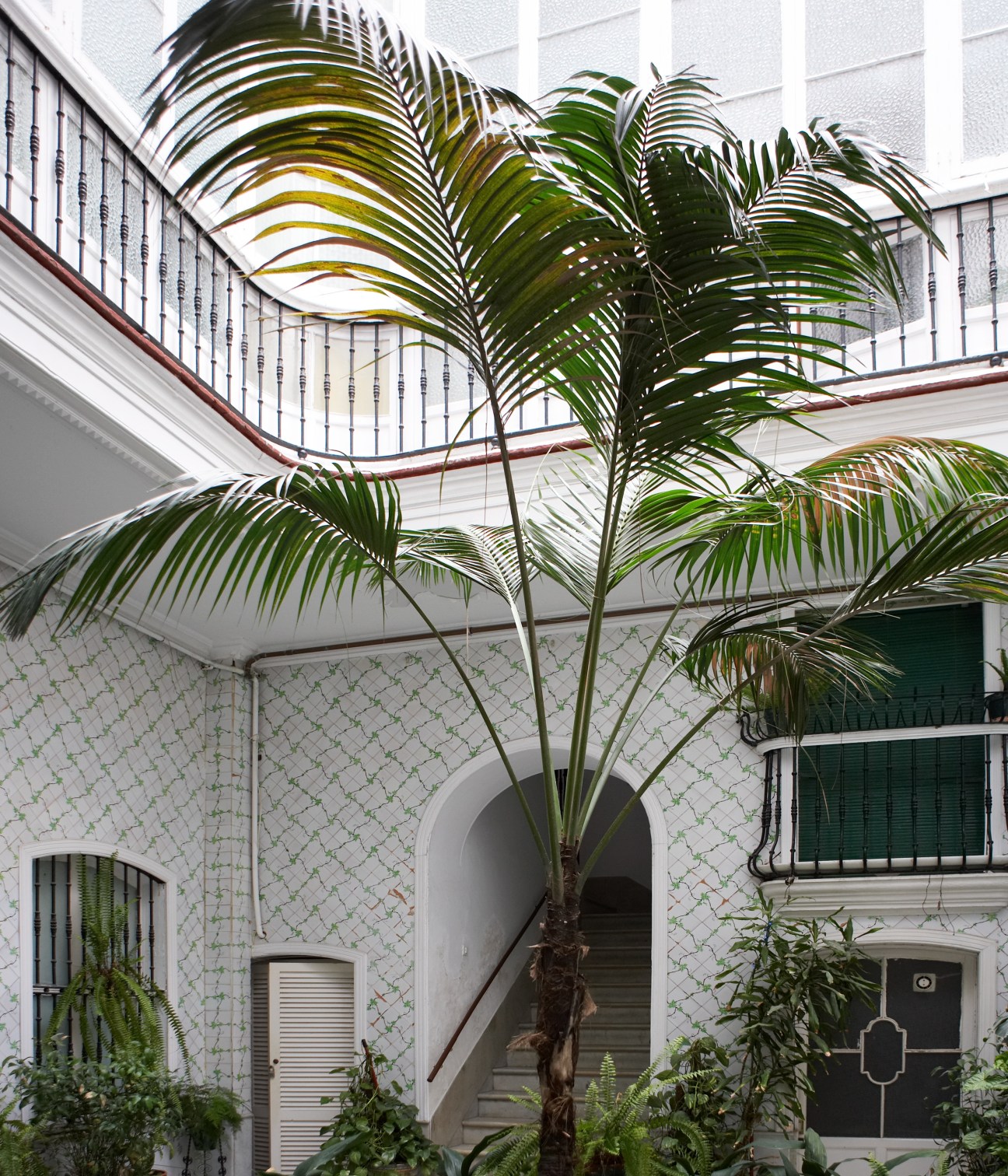 Palm tree in a courtyard surrounded by white-washed walls and wrought-iron railings.