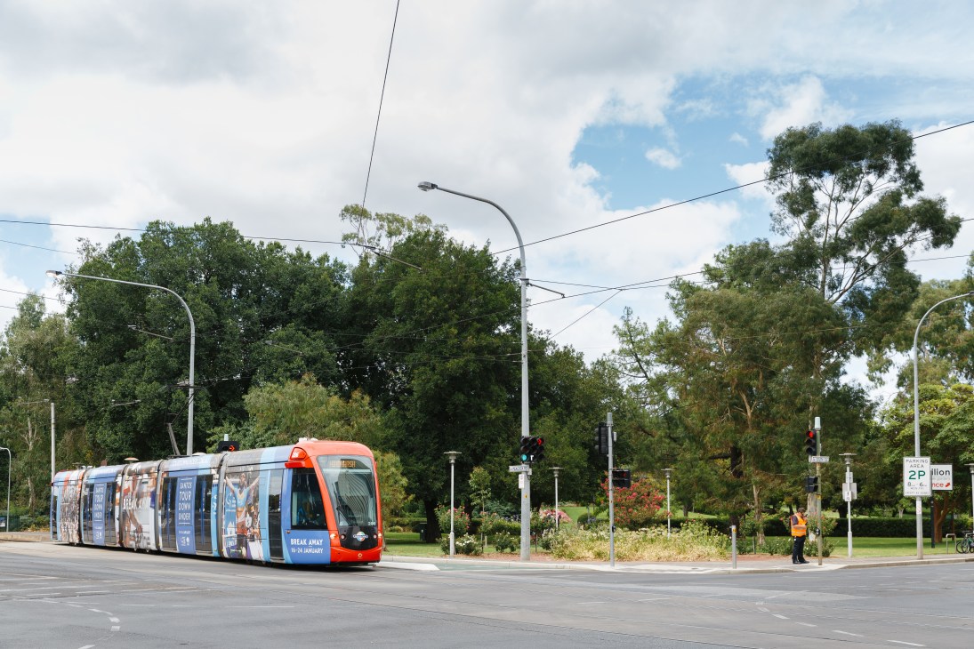 Red and blue tram on Adelaide street with trees and traffic signal visible