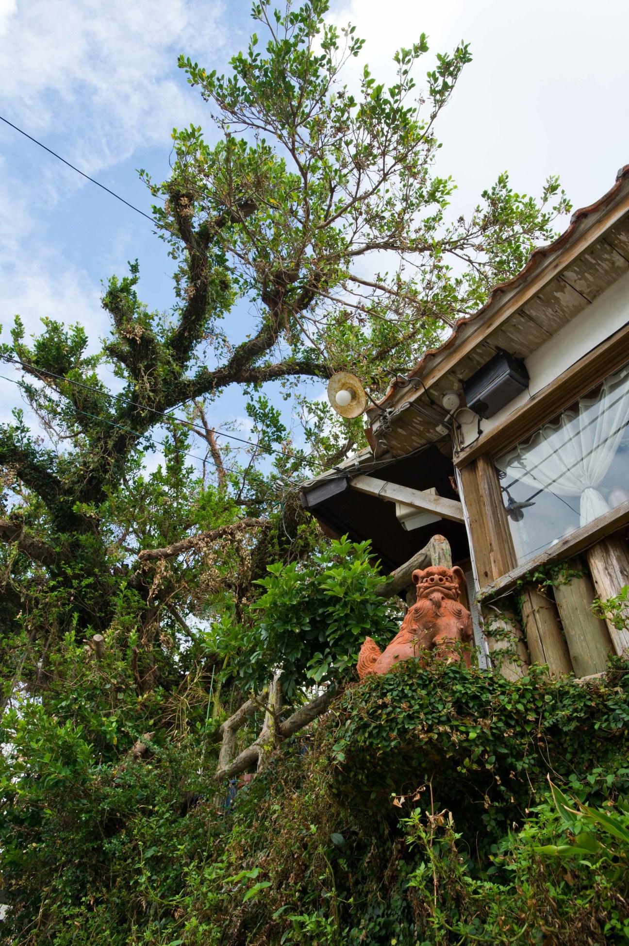 Overgrown traditional wooden building with terracotta lion statue surrounded by lush green vegetation and gnarled tree branches.