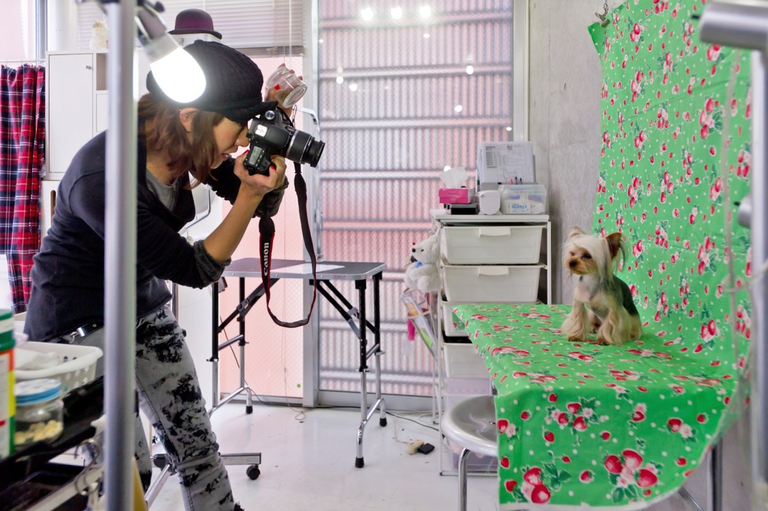 Photographer with headlamp shooting a groomed Yorkshire terrier in a studio with floral backdrop.