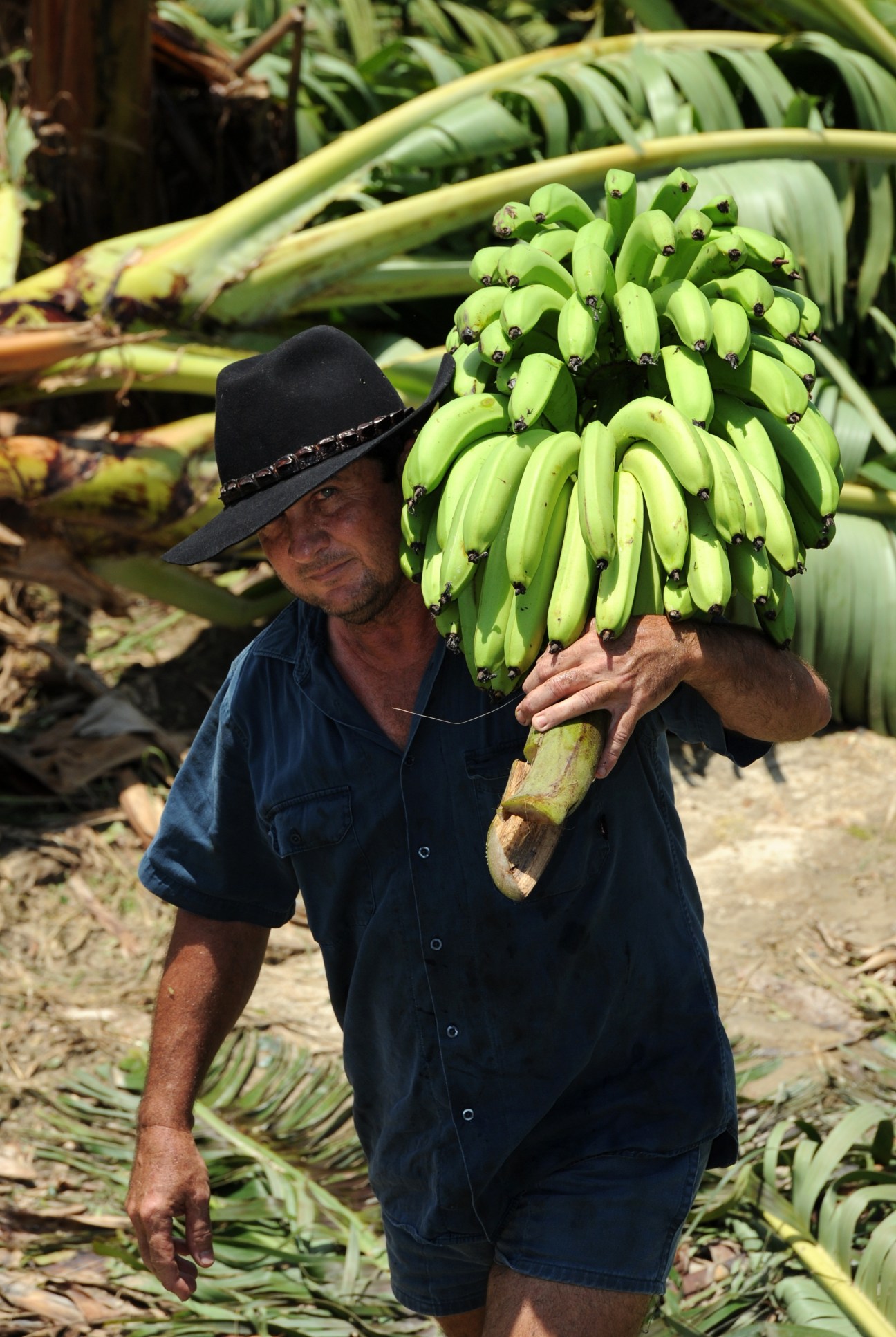 Farmer holding large bunch of green bananas in Queensland plantation.