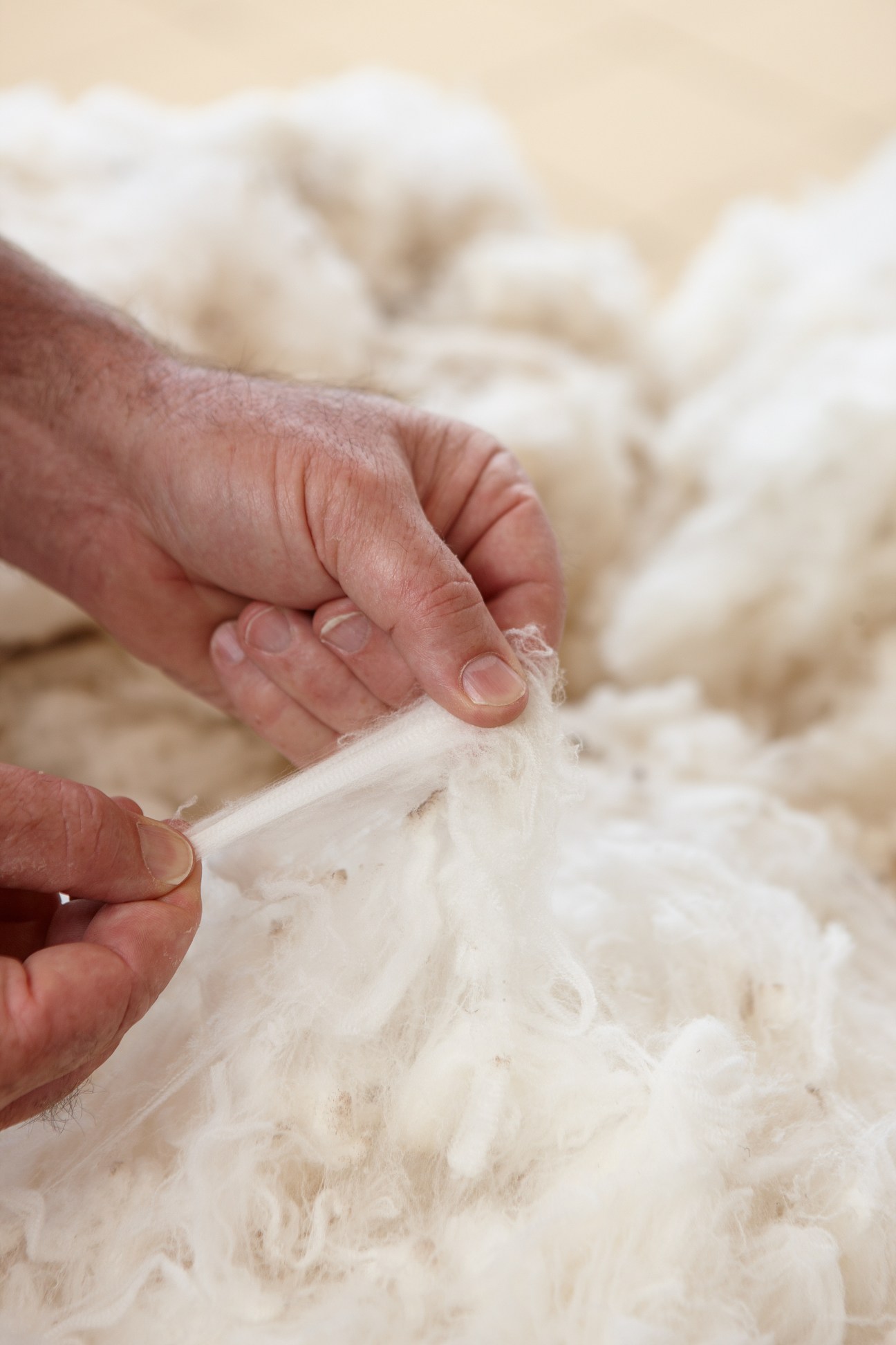 Close-up of hands feeling superfine Merino wool fibre.