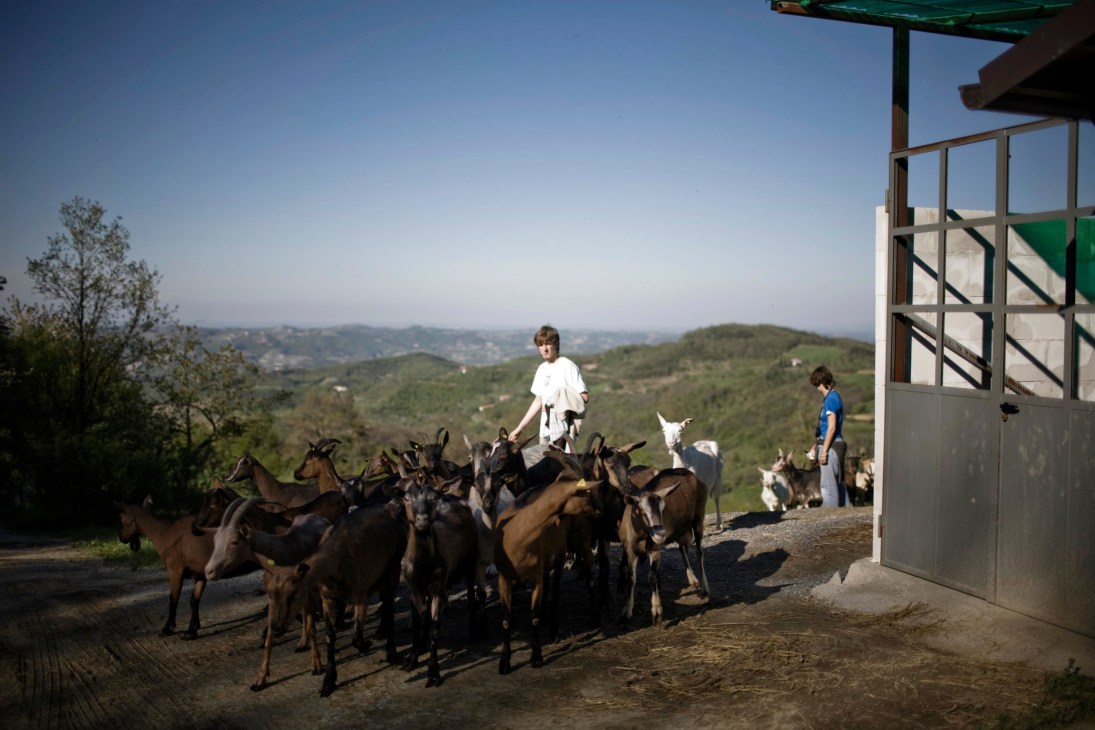 A man in white shirt stands among a herd of brown goats being guided toward a white farm building with mountains visible in the background.