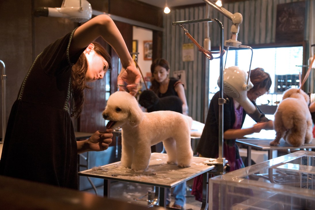Groomer styling a white toy poodle at Claska hotel's Dog Man salon in Tokyo.