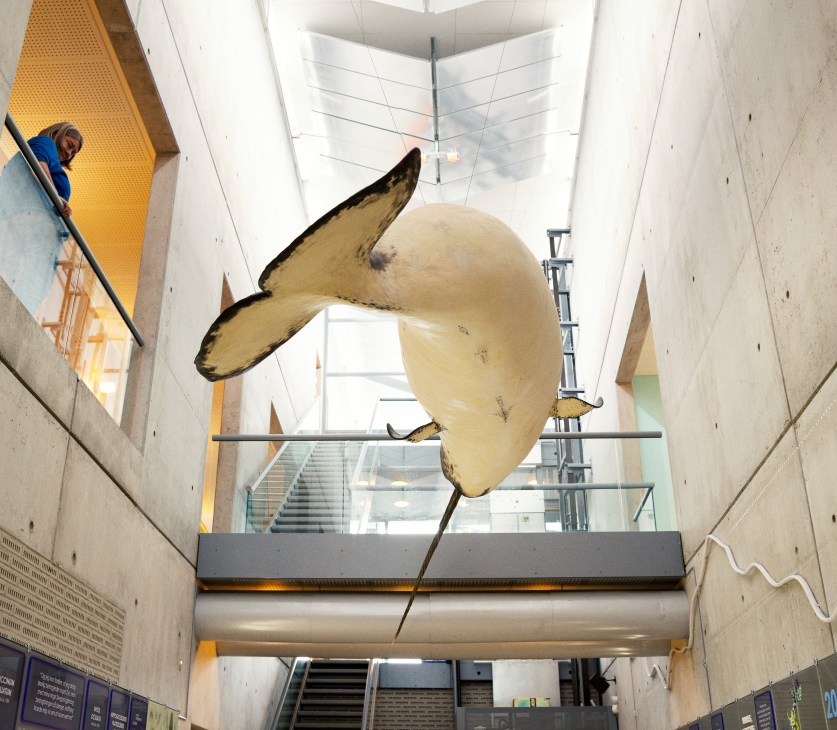 A narwhal specimen hangs from the ceiling of the Institute of Natural Resources in Nuuk.
