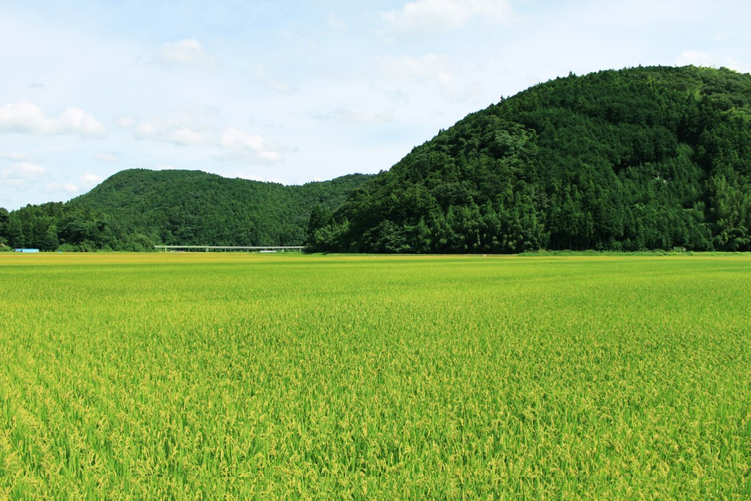 Green rice field with forested hills in the background under a blue sky.