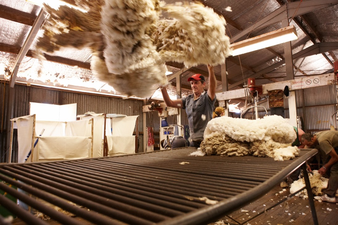 A rouseabout tosses a freshly shorn Merino wool fleece in a shearing shed.