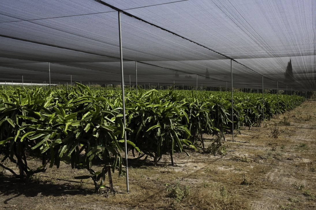 Dragon fruit plantation under shade netting at Maabarot kibbutz farm
