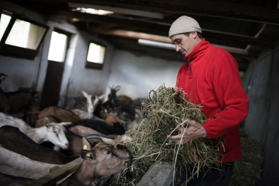 Farmer Giovanni Solerio feeds hay to goats in a barn stall.
