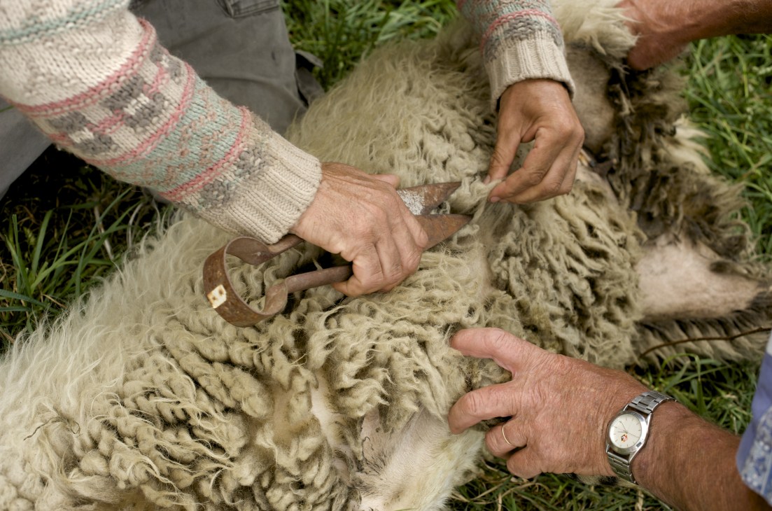 Shepherd's hands shearing off the off-white fleece from a Rosset sheep using hand clippers.