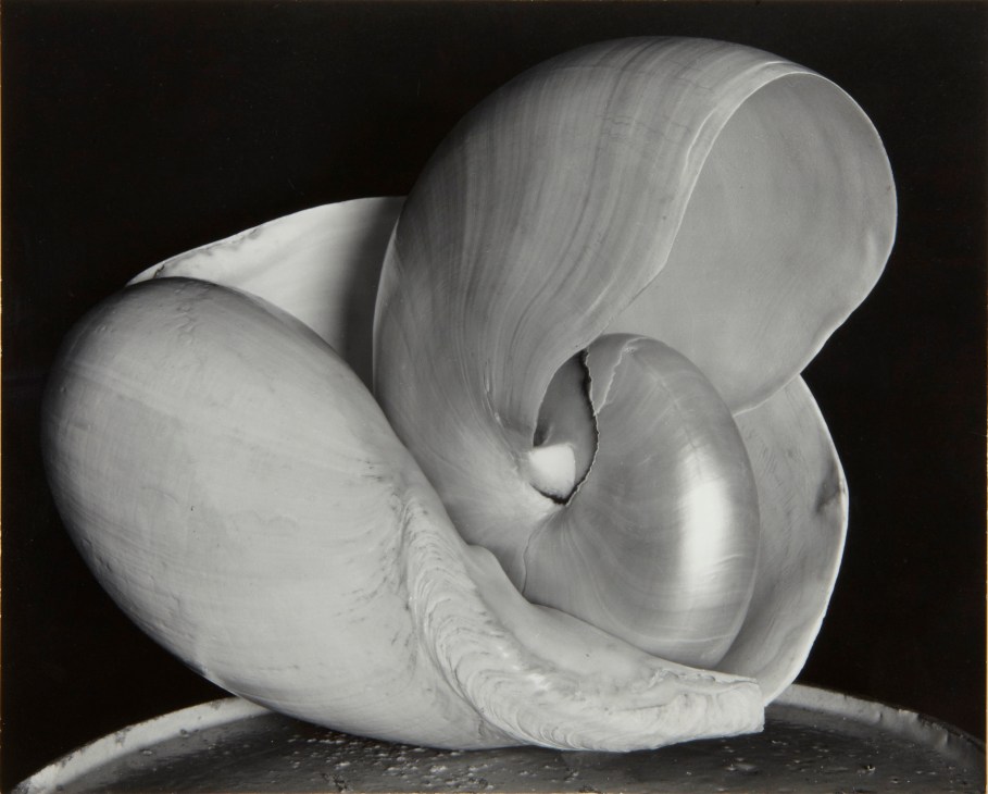 Black and white photograph of seashells arranged artistically against a dark background.