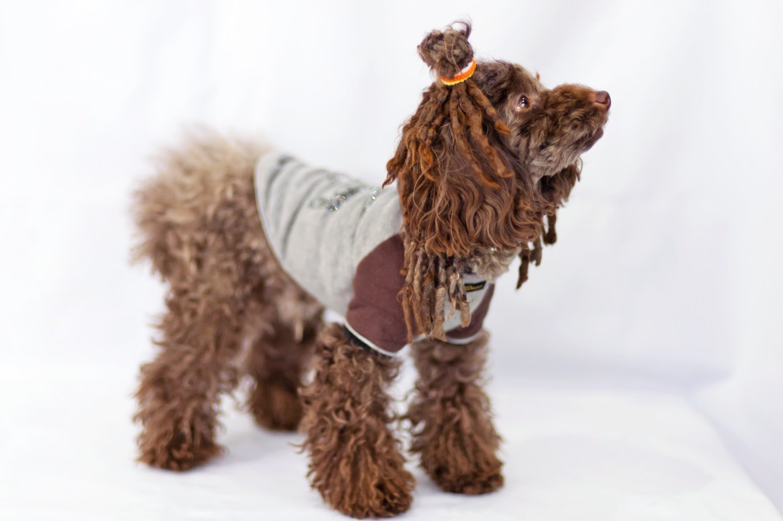 Brown toy poodle wearing striped shirt and maroon jacket with orange collar standing against white background.